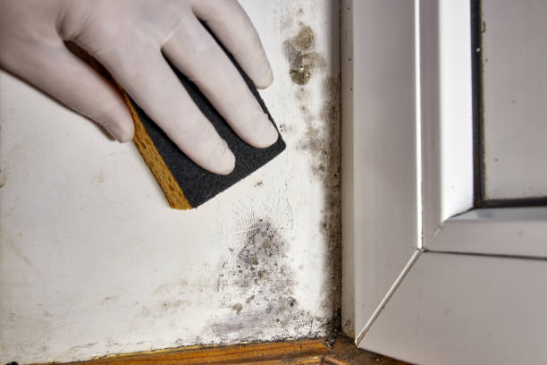 Best Real Estate Mold Inspection  in Pomona Park, FL