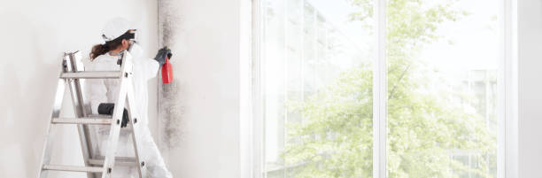 Best Attic Mold Removal  in Pomona Park, FL